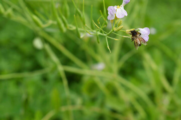 Beautiful white Radish Flower. Radish flower bloom. Closeup radish flower with green leaves in the spring, also known by its common name Virginia stock. Radish flower blooming in nature