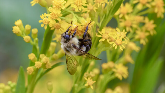 A common eastern bumblebee visiting yellow flowers - Powered by Adobe