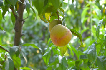 Fresh young unripe Peach fruits on a tree branch with leaves closeup, A bunch of unripe Peaches on a branch, beautiful delicious fruit peaches on the tree, peach fruits grow on a peach tree branch