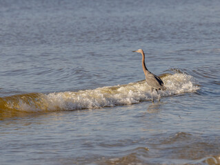A reddish egret standing in front of a wave at Fort Matanzas National Monument