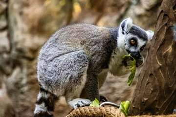 A beautiful ring-tailed lemur sits on a branch and eats green leaves	
