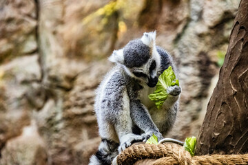 A beautiful ring-tailed lemur eats delicious green leaves	

