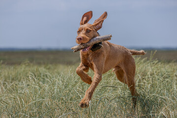 a wirehaired vizsla on grass