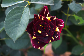 Beautiful Maroon rose flower closeup in garden, A very beautiful Maroon rose flower bloomed on the rose tree, Rose flower closeup, bloom flowers, Natural spring flower, Natural floral background,