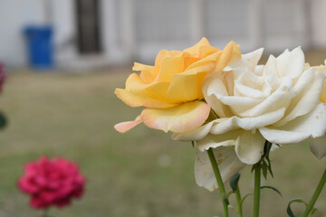 Beautiful white yellow rose flower closeup in garden, A very beautiful white yellow rose flower bloomed on the rose tree, Rose flower closeup, bloom flowers, Natural spring flower floral background