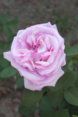 Beautiful lady pink rose flower closeup in garden, A very beautiful lady pink rose flower bloomed on the rose tree, Rose flower closeup, bloom flowers, Natural spring flower, Natural floral background