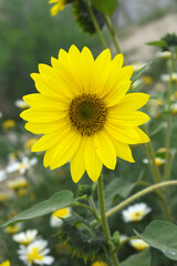 Closeup of a sunflower growing in a field of sunflowers during a nice sunny summer day, Sunflower natural background. flower blooming, Beautiful field of blooming sunflowers, Chakwal, Punjab, Pakistan