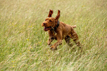 a wirehaired vizsla running in forest