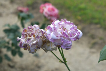 Beautiful lady pink rose flower closeup in garden, A very beautiful lady pink rose flower bloomed on the rose tree, Rose flower closeup, bloom flowers, Natural spring flower, Natural floral background
