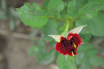 Beautiful Maroon rose flower closeup in garden, A very beautiful Maroon rose flower bloomed on the rose tree, Rose flower closeup, bloom flowers, Natural spring flower, Natural floral background,