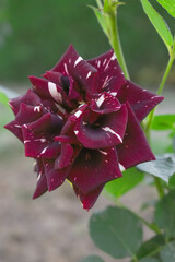 Beautiful Maroon rose flower closeup in garden, A very beautiful Maroon rose flower bloomed on the rose tree, Rose flower closeup, bloom flowers, Natural spring flower, Natural floral background,