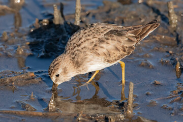 Fototapeta premium Least sandpiper in the salt marsh probing its bill into the mud looking for food