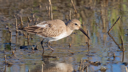 A dunlin foraging in the mud flat at low tide in the salt marsh along the Tolomato River