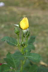Beautiful yellow rose flower closeup in garden, A very beautiful rose flower bloomed on the rose tree, Rose flower, bloom flowers, Natural spring flower, Nature floral background,