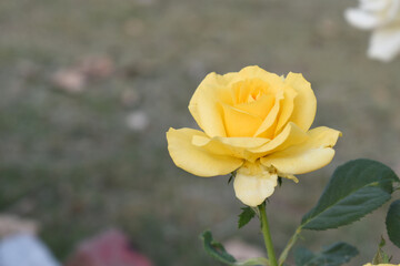 Beautiful yellow rose flower closeup in garden, A very beautiful rose flower bloomed on the rose tree, Rose flower, bloom flowers, Natural spring flower, Nature floral background,