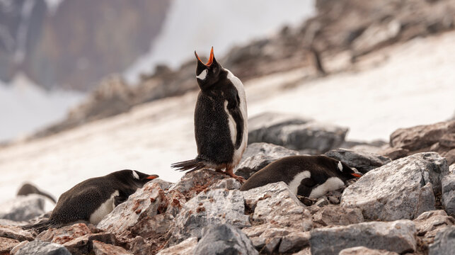 Gentoo penguin with its mouth open and vocalizing