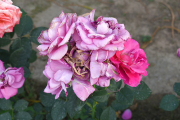 Beautiful lady pink rose flower closeup in garden, A very beautiful lady pink rose flower bloomed on the rose tree, Rose flower closeup, bloom flowers, Natural spring flower, Natural floral background