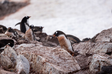 A gentoo penguin carrying a precious rock to its nest