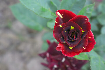Beautiful Maroon rose flower closeup in garden, A very beautiful Maroon rose flower bloomed on the rose tree, Rose flower closeup, bloom flowers, Natural spring flower, Natural floral background,