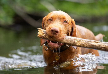 a wirehaired vizsla swimming