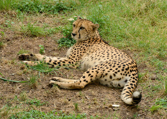 Cheetah in the grass