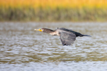 A double-crested cormorant flying low of the water of the estuary