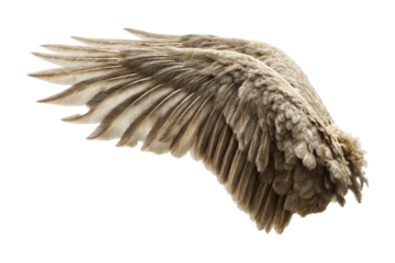 Bird wing in flight natural setting close-up