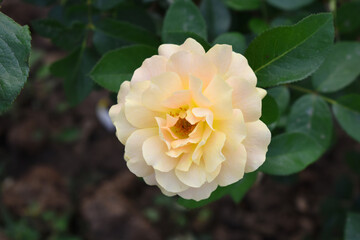 Obraz premium Beautiful pink yellow rose flower closeup in garden, A very beautiful pink yellow rose flower bloomed on the rose tree, Rose flower closeup, bloom flowers, Natural spring flower floral background