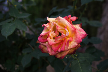 Beautiful pink yellow rose flower closeup in garden, A very beautiful pink yellow rose flower...