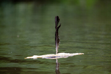 a birt feather floating