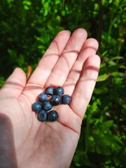Hand holding fresh blueberries on a mountain with city view in the background. Natural daylight, clean wild berries, healthy lifestyle, perfect for nature, food, travel, and mountain themes.