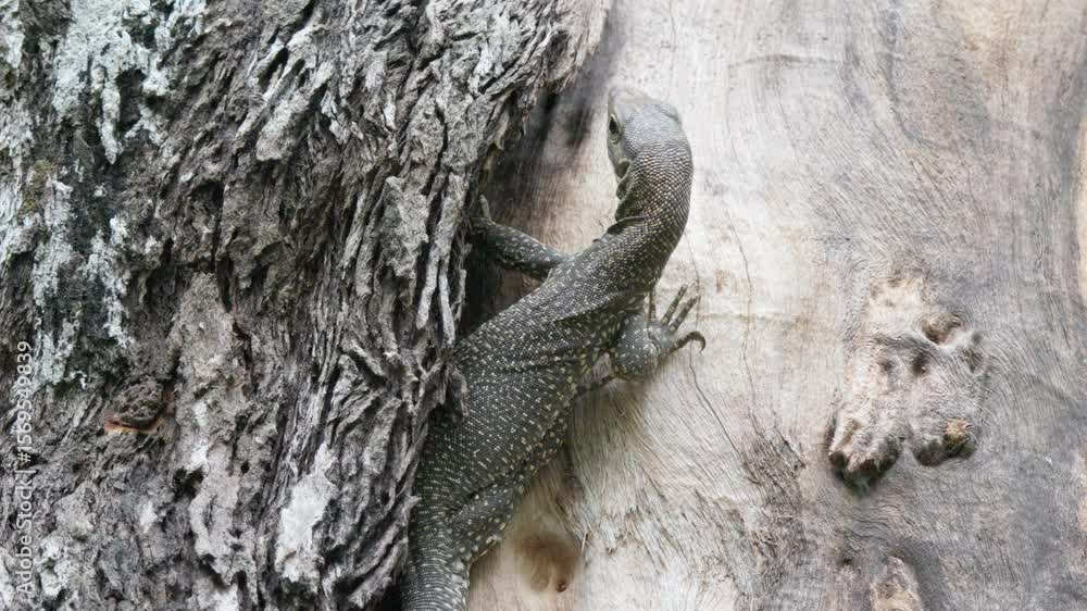 Aufkleber back view of monitor lizard with long neck and tail camouflaged against textured bark of tree trunk.