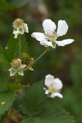Blackberry flowers blooming in the garden, Beautiful in spring bloom garden. Blackberry bush with white flowers, Blossoming blackberry bush and bee, sunny spring day, Chakwal, Punjab, Pakistan