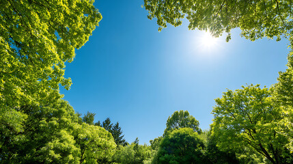 bright sun in green summer park and sky 79660982 1