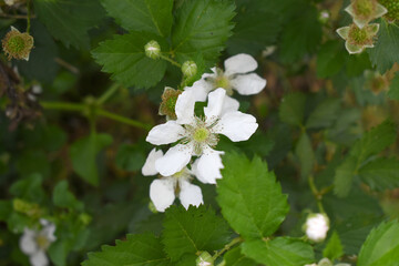 Blackberry flowers blooming in the garden, Beautiful in spring bloom garden. Blackberry bush with white flowers, Blossoming blackberry bush and bee, sunny spring day, Chakwal, Punjab, Pakistan