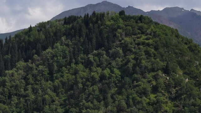 Talgar gorge, Tian Shan Mountains. Different vegetation and a mountain river. The view from the drone.