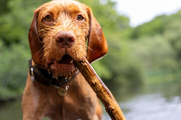 a wirehaired vizsla running in forest