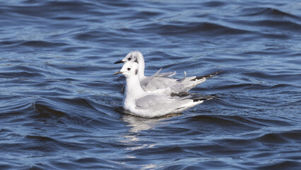 Two Bonaparte's gulls swimming together on the Matanzas River 