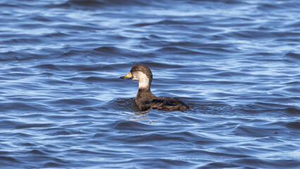 A female black scoter swimming in the Matanzas River