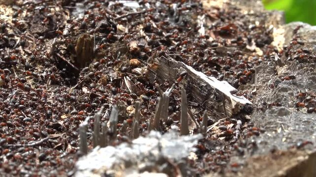 Stockholm, Sweden A busy colony of thousands of ants on a tree stump. 