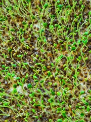 Sprouted chia seeds. green shoots. Healthy food. Microgreen