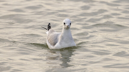 Bonaparte's Gull on the Matanzas River facing the camera