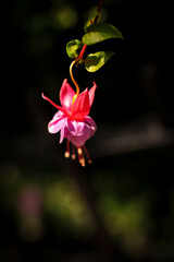 Close-up of a Bleeding Heart flower with a blurred garden background