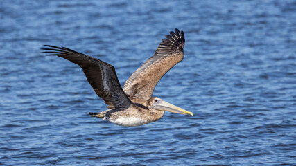 A brown pelican flying lower over the intracoastal waterway in Florida