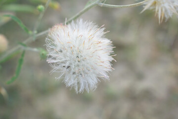A blooming Creeping Thistle plant, Creeping thistles flower at the meadow. wild flower bloom, thistle in seed, natural flower, creeping thistle flower closeup, Closeup of fluffy creeping thistles seed