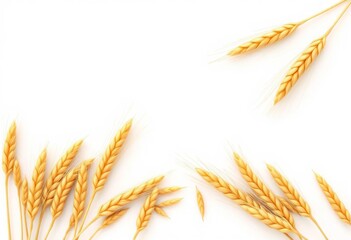 Golden wheat grains and ears, meticulously arranged on pristine white backdrop,  food,  detail