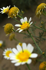 White Yellow Crown Daisy, Close-up of a white and yellow crown daisy flower, blooming in nature,...