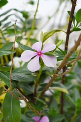 Fototapeta premium Close-up view of pink madagascar periwinkle, The scientific name is Catharanthus roseus, pink periwinkle flower closeup, Cape Periwinkle, Graveyard plant, Madagascar Periwinkle, Old Maid, closeup