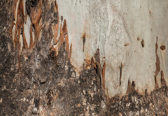 Rough and smooth textured bark of a gum tree