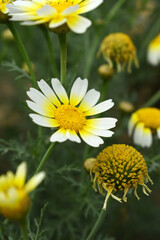 Obraz premium White Yellow Crown Daisy, Close-up of a white and yellow crown daisy flower, blooming in nature, Close-up shot of beautiful White yellow Crown Daisy flower (Chrysanthemum coronarium), Crown Daisy,